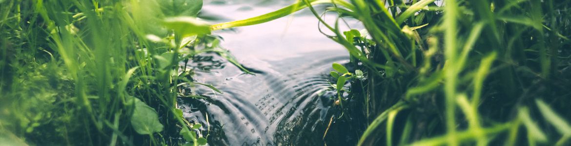 Fluss mit Gräsern und Blättern